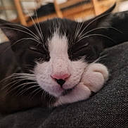 Oreo a rejoint le concours — aidez-le/la à gagner de superbes lots ! cat, sleeping, close_up, black_and_white, pink_nose, whiskers, paw, resting, cozy, soft, fabric, indoor, pet, feline, cute, relaxed, animal, fur, closeup, nap