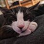 cat, sleeping, close_up, black_and_white, pink_nose, whiskers, paw, resting, cozy, soft, fabric, indoor, pet, feline, cute, relaxed, animal, fur, closeup, nap