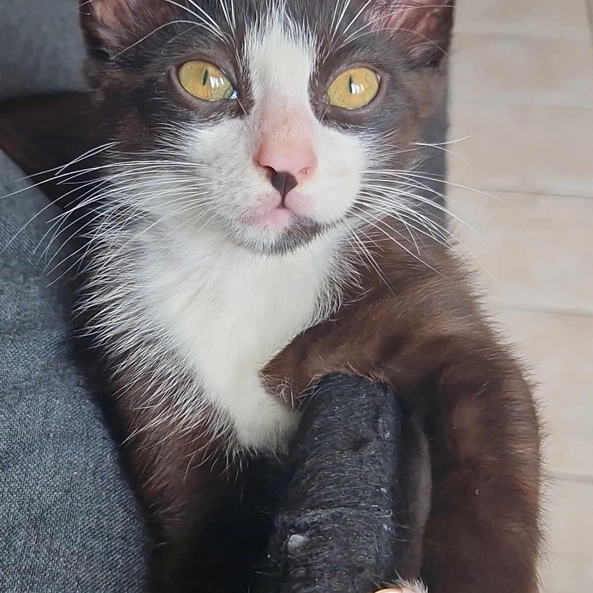 Oreo