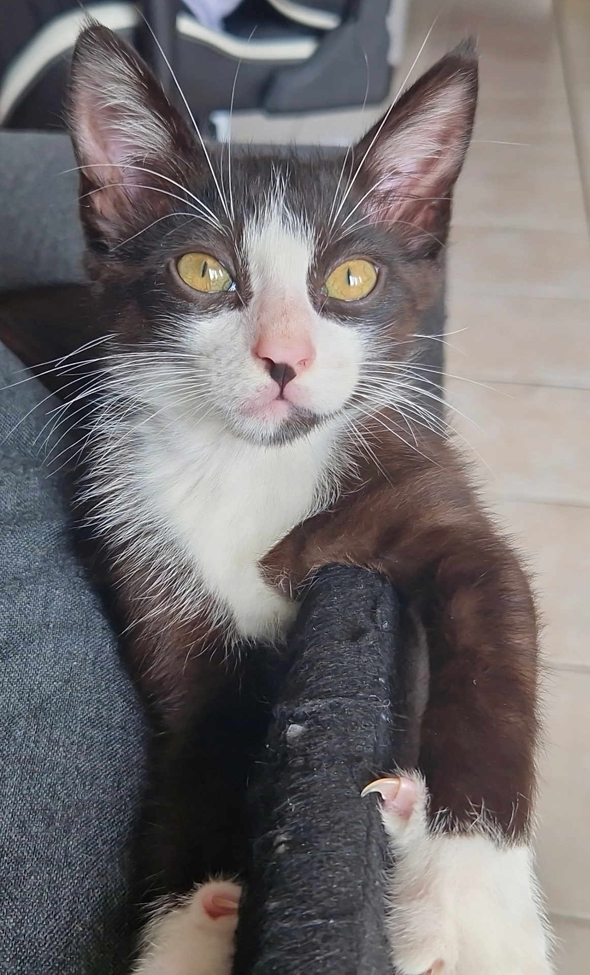 Oreo a rejoint le concours — aidez-le/la à gagner de superbes lots ! kitten, cat, black_and_white, close_up, yellow_eyes, whiskers, paw, claw, scratcher, indoor, pet, animal, fur, cute, curious, young, feline, portrait, texture, blurred_background