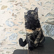 Réglisse participe au concours pour gagner de l'argent avec cette photo : alert, animal, black_cat, cat, ears, eyes, feline, fur, indoor, looking_up, pet, photography, portrait, rustic, sitting, stone_wall, table, tail, tortoiseshell, whiskers