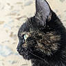 Réglisse a rejoint le concours — aidez-le/la à gagner de superbes lots ! animal, black_cat, cat, close_up, collar, ear, eye, feline, fur, indoors, looking_away, pet, photography, portrait, profile, short_hair, side_view, soft_background, tortoiseshell, whiskers