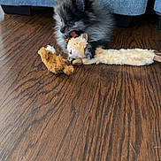 Mochi joined the competition — help win amazing prizes! puppy, dog, pet, plush_toy, stuffed_animal, chewing, fur, hardwood_floor, couch, living_room, indoor, small_dog, playtime, adorable, toy, bite, cute, fuzzy, sitting, mouth_open