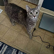 Gravy is registered to the contest to win money with this photo: cat, tabby_cat, pet, indoor, tile_floor, bathroom, rug, door, doorway, whiskers, green_eyes, curious, looking_up, electrical_cord, scale, mat, fur, tail, paws, baseboard