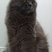 Leo joined the competition — help win amazing prizes! cat, gray_cat, fluffy, indoor, pet, animal, fur, whiskers, alert, sitting, amber_eyes, portrait, domestic_cat, feline, cute, close_up, mammal, looking_away, soft_light, calm
