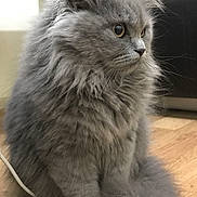 Leo is registered to the contest to win money with this photo: animal, cat, close_up, curious, cute, domestic_cat, feline, fluffy, fur, gray_cat, household, indoor, pet, portrait, side_view, sitting, soft_light, tail, whiskers, wooden_floor