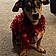 Rocky