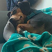 Rocky joined the competition — help win amazing prizes! animal, blanket, canine, collar, comfort, couch, cozy, cute, dog, domestic_animal, fur, furniture, home, indoor, nap, pet, pillow, relaxation, resting, sleeping