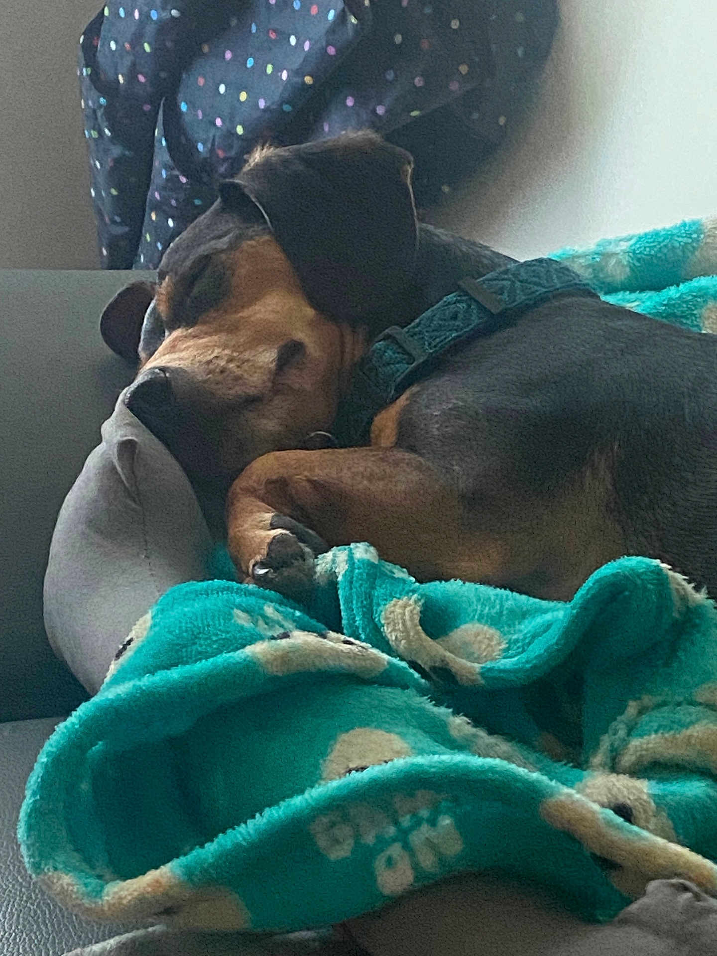 Rocky