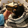 Rocky joined the competition — help win amazing prizes! dog, blanket, hand, pet, cozy, fur, black, brown, wrapped, indoor, soft, warm, comfort, animal, snuggle, cute, looking_up, curious, resting, companion