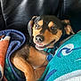 dog, blanket, smiling, couch, leather, pet, collar, indoor, cozy, relaxed, brown, black, fur, ears, animal, comfort, cute, portrait, resting, happy