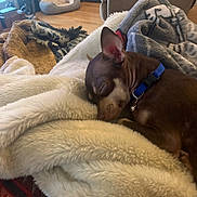 Sugar Louise Foster joined the competition — help win amazing prizes! dog, sleeping, blanket, blue_collar, indoor, cozy, living_room, pet_bed, bookshelf, wooden_floor, furniture, brown_dog, soft_texture, relaxation, home, resting, comfort, warm, nap, domestic_animal