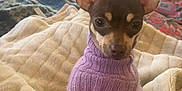 Sugar Louise Foster is registered to the contest to win money with this photo: dog, small_dog, pet, animal, indoor, blanket, sweater, purple_sweater, ears, face, fur, living_room, furniture, couch, bookshelf, wood_floor, comfort, cozy, curious, portrait