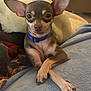 Sugar Louise Foster joined the competition — help win amazing prizes! dog, small_dog, chihuahua, pet, animal, ears, paws, blanket, blue_collar, indoor, cozy, fur, cute, resting, lying_down, relaxed, home, comfort, mammal, companion