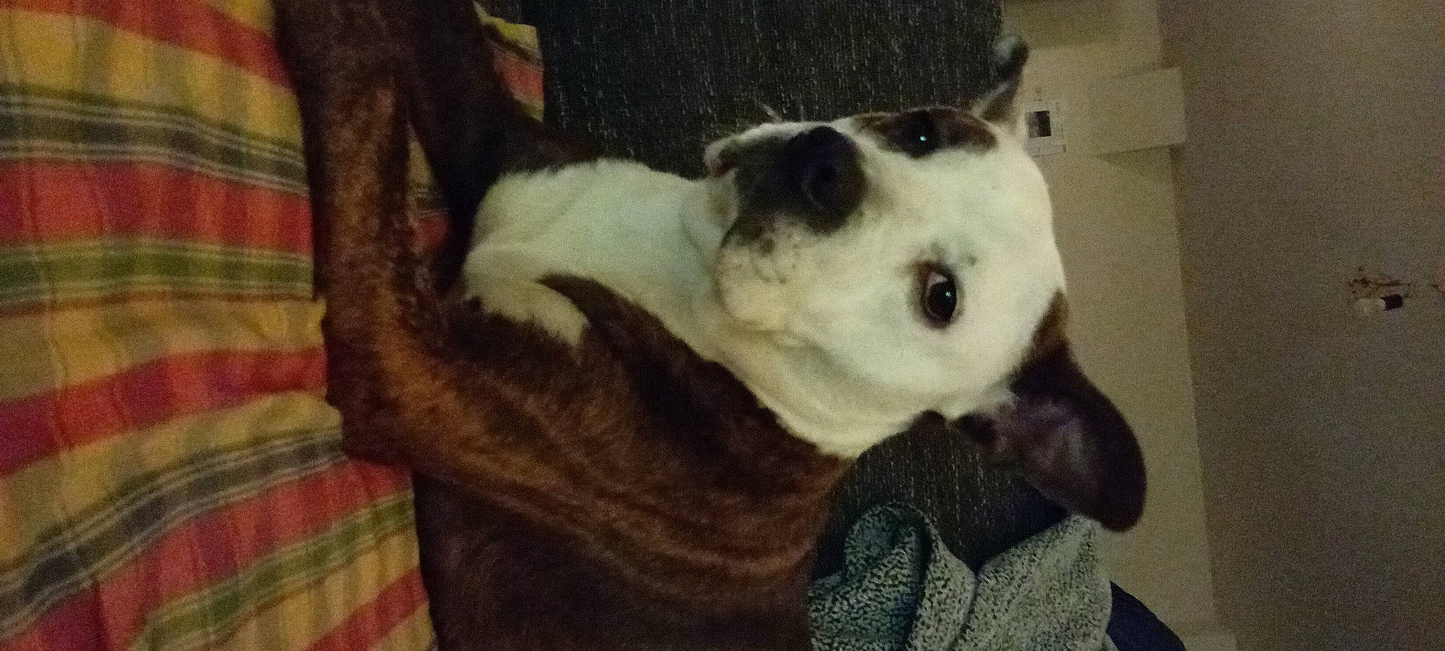 Bulma a rejoint le concours — aidez-le/la à gagner de superbes lots ! canidae, carnivore, comfort, companion_dog, dog, dog_breed, ear, fawn, fur, natural_material, non_sporting_group, pattern, plaid, snout, sporting_group, tartan, terrestrial_animal, whiskers, working_animal, woven_fabric