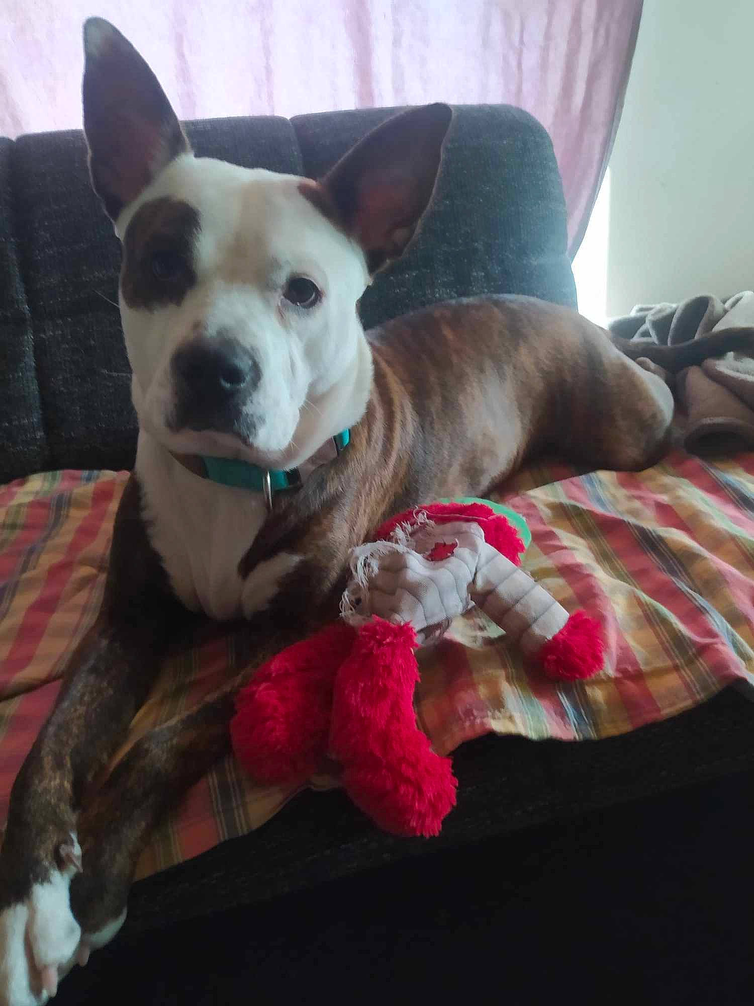 Bulma a rejoint le concours — aidez-le/la à gagner de superbes lots ! canidae, carnivore, collar, comfort, companion_dog, couch, dog, dog_breed, dog_collar, dog_supply, ear, fawn, linens, pillow, puppy_love, snout, sporting_group, toy_dog, whiskers, working_animal