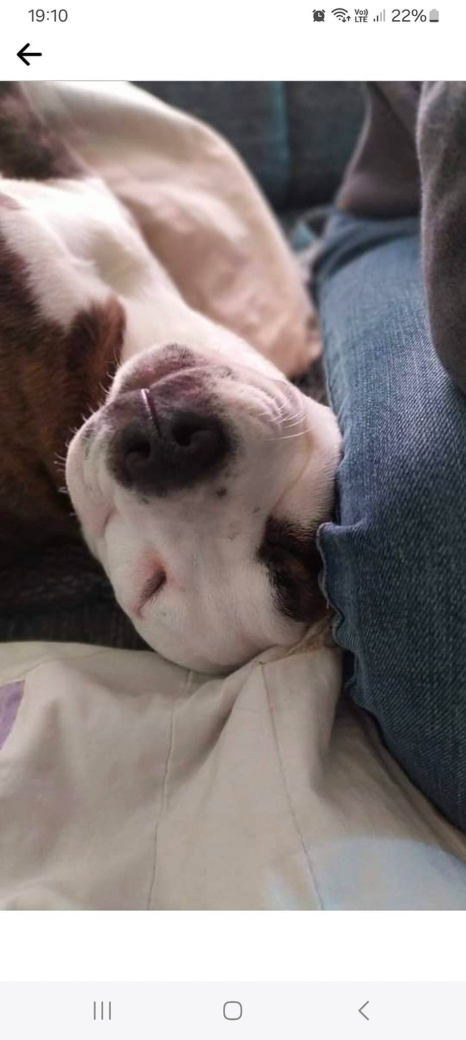 Bulma a rejoint le concours — aidez-le/la à gagner de superbes lots ! canidae, carnivore, comfort, companion_dog, dog, dog_breed, fawn, flesh, fur, gesture, grey, human_leg, jaw, linens, nap, snout, terrestrial_animal, whiskers, working_animal, wrinkle