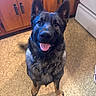 animal, brown, cabinet, canine, collar, dog, domestic, ears_up, floor, friendly, fur, german_shepherd, happy, indoor, kitchen, looking_up, pet, smiling, stove, tongue_out