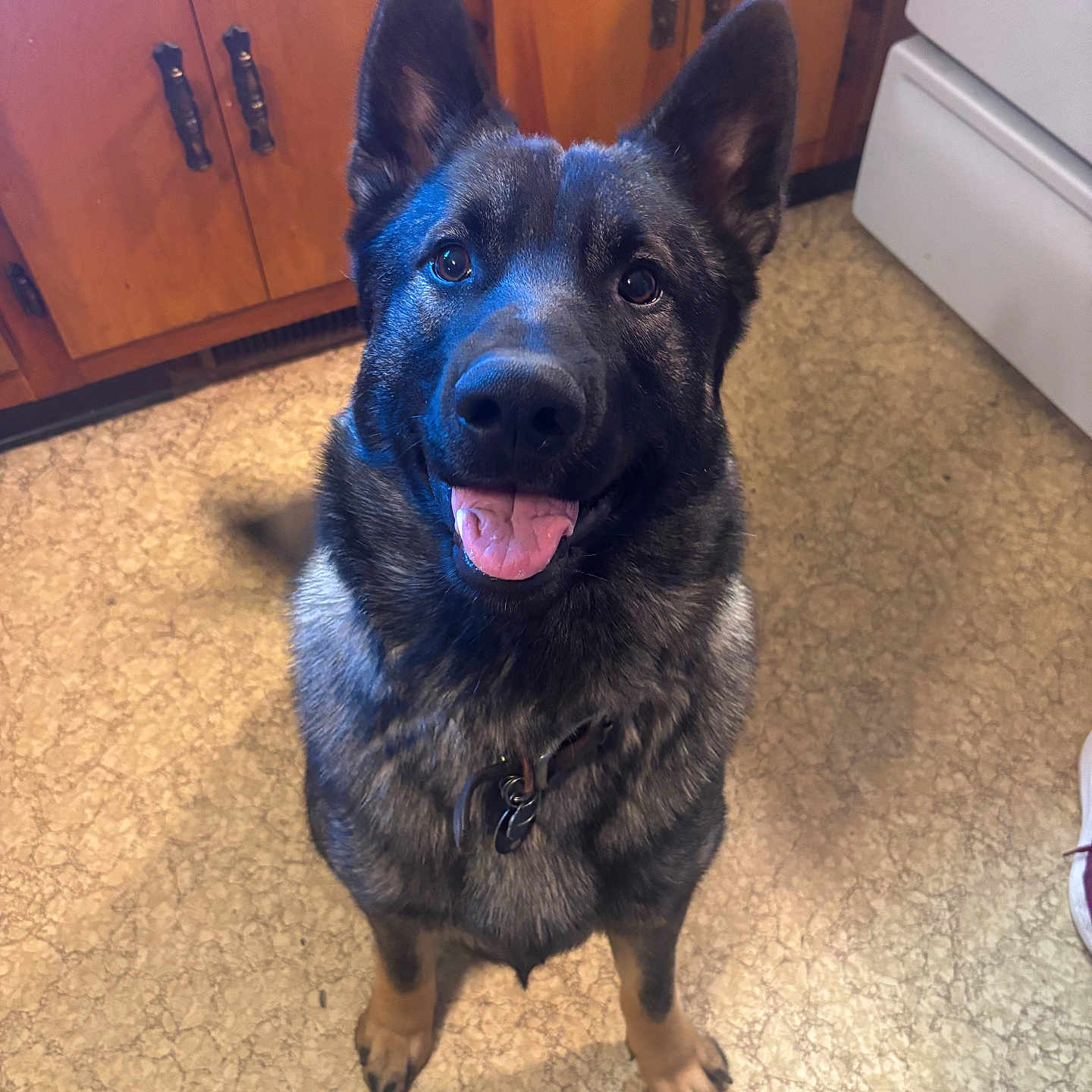 Jack Sprat joined the competition — help win amazing prizes! dog, german_shepherd, pet, canine, indoor, kitchen, floor, cabinet, stove, smiling, tongue_out, fur, ears_up, collar, looking_up, happy, animal, domestic, friendly, brown