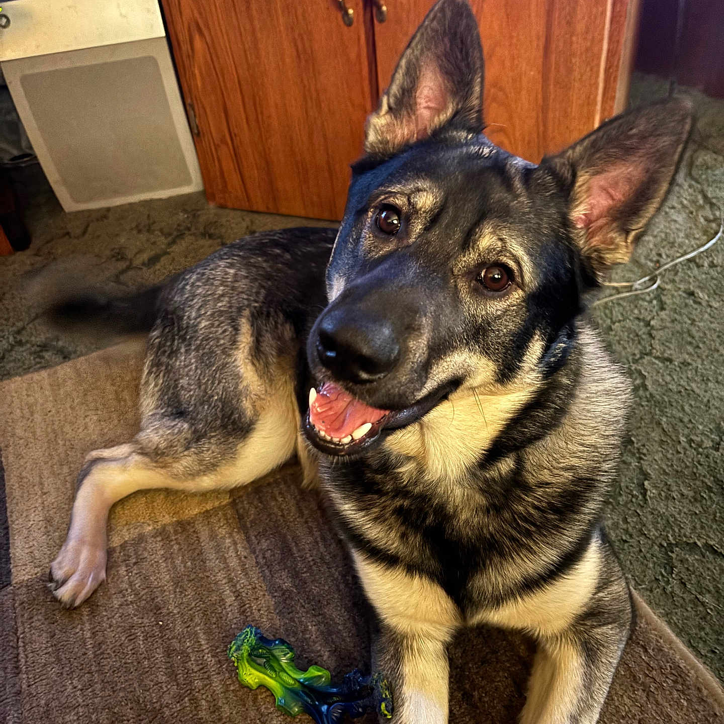 Kelso is registered to the contest to win money with this photo: dog, german_shepherd, indoor, carpet, toy, chewed_toy, happy, pet, canine, ears_up, brown_fur, black_fur, wooden_cabinet, smiling, floor, tail, looking_up, animal, living_room, domestic