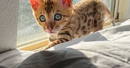 Luna joined the competition — help win amazing prizes! kitten, cat, window, sunlight, bed, spots, curious, indoor, pet, animal, feline, cute, young, ears, whiskers, fur, shadow, daylight, resting, playful