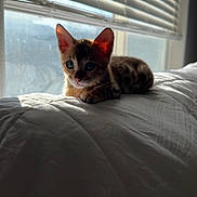 Luna joined the competition — help win amazing prizes! animal, bed, blanket, blinds, cat, cozy, curious, cute, ears, feline, indoor, kitten, pet, resting, small, spots, sunlight, whiskers, window, young