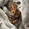 kitten, bengal_cat, cat, pet, animal, feline, cute, playful, blanket, cozy, fur, spotted, young, domestic_animal, whiskers, ears, paws, resting, indoor, soft