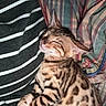 Luna joined the competition — help win amazing prizes! animal, bengal, blanket, cat, cozy, cute, domestic, fabric, fur, indoor, kitten, patterned, pet, relaxed, resting, sleeping, spotted, striped, whiskers, young