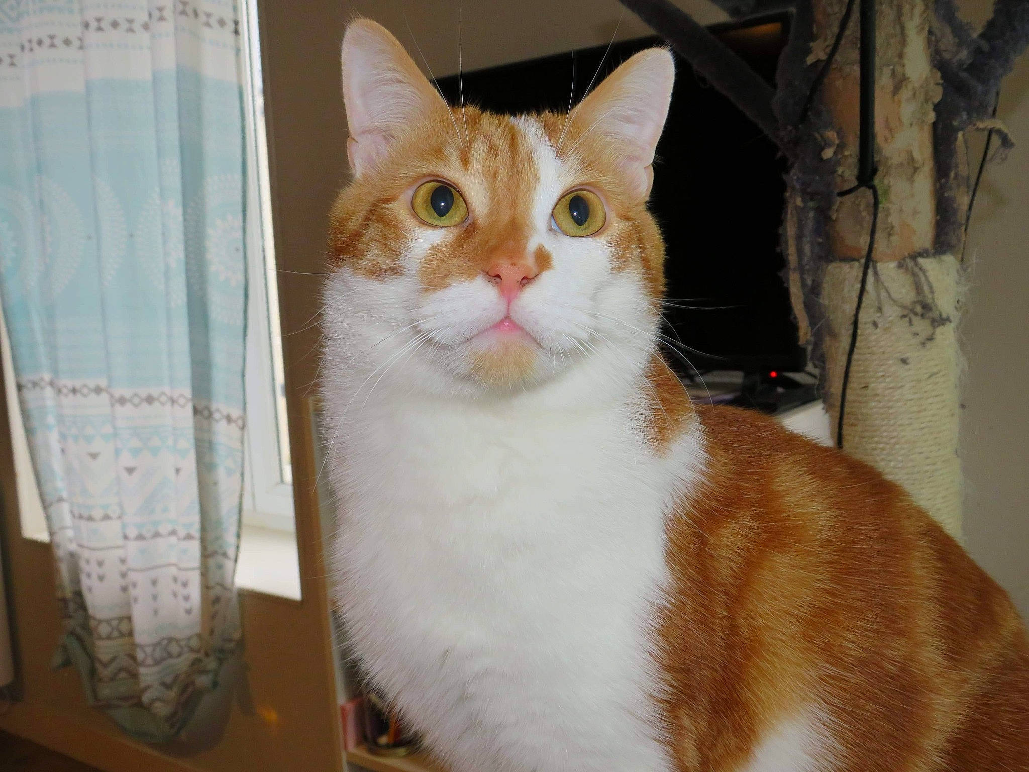 Moutarde participe au concours pour gagner de l'argent avec cette photo : carnivore, cat, domestic_short_haired_cat, fawn, felidae, fur, iris, paw, plant, rectangle, small_to_medium_sized_cats, snout, tail, whiskers, window, wood