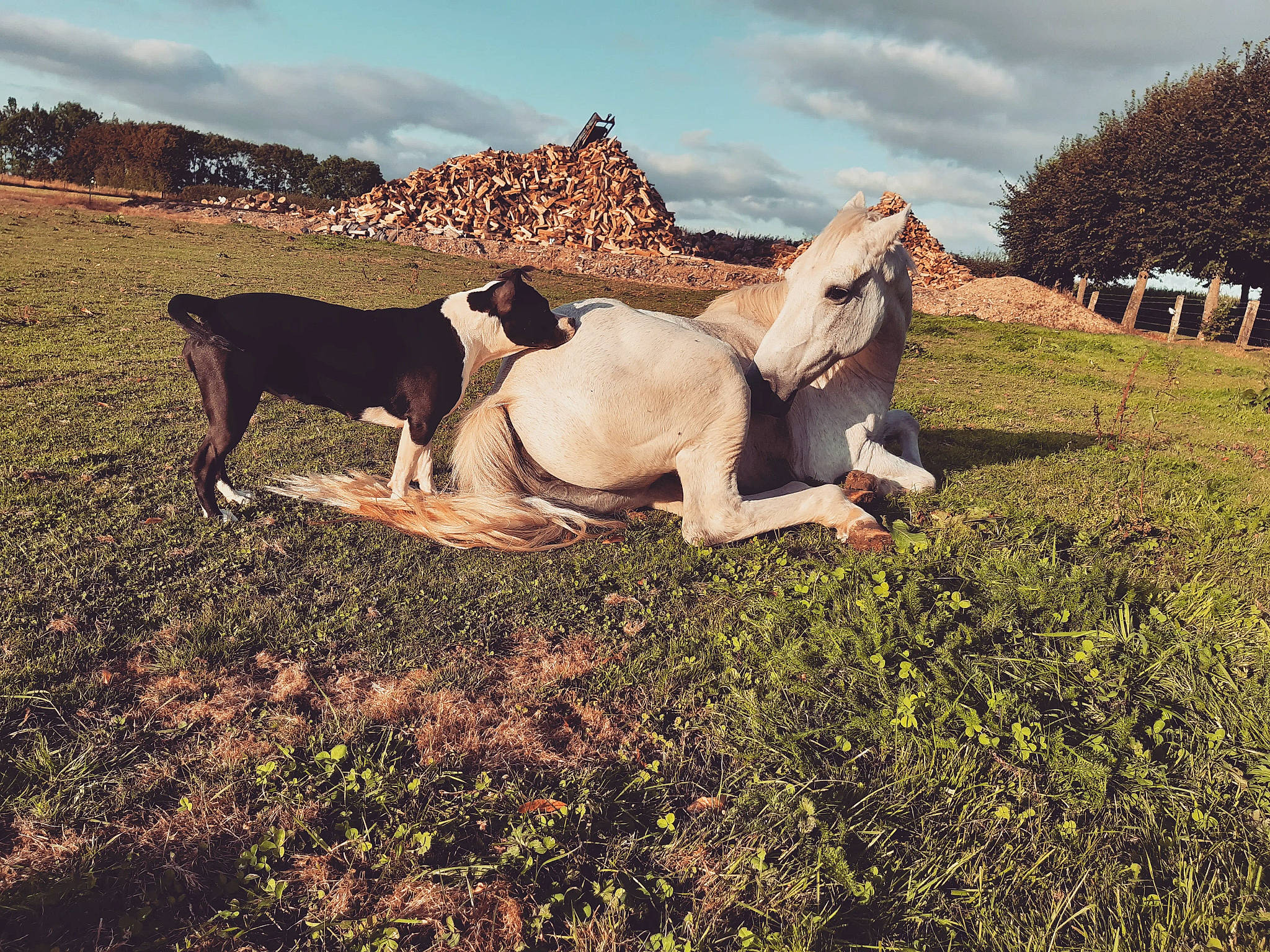 Royston a rejoint le concours — aidez-le/la à gagner de superbes lots ! agriculture, cloud, ecoregion, fawn, grass, grassland, grazing, happy, landscape, livestock, mane, meadow, natural_landscape, pack_animal, plant, sky, snout, terrestrial_animal, tree, working_animal