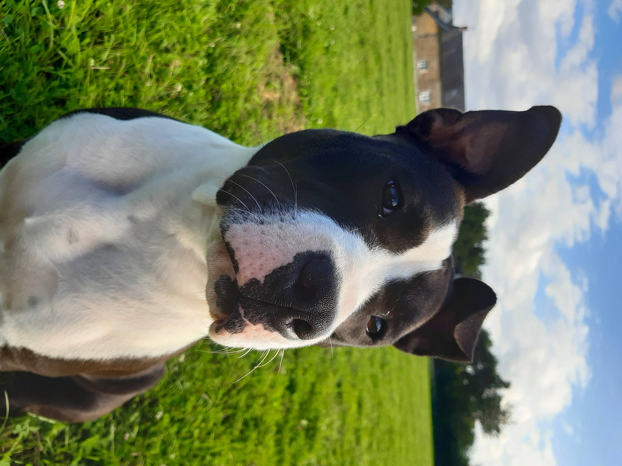 Royston a rejoint le concours — aidez-le/la à gagner de superbes lots ! boston_terrier, carnivore, cloud, collar, companion_dog, daytime, dog, dog_breed, ear, eye, fawn, grass, plant, sky, snout, sunglasses, tail, terrestrial_animal, whiskers, working_animal