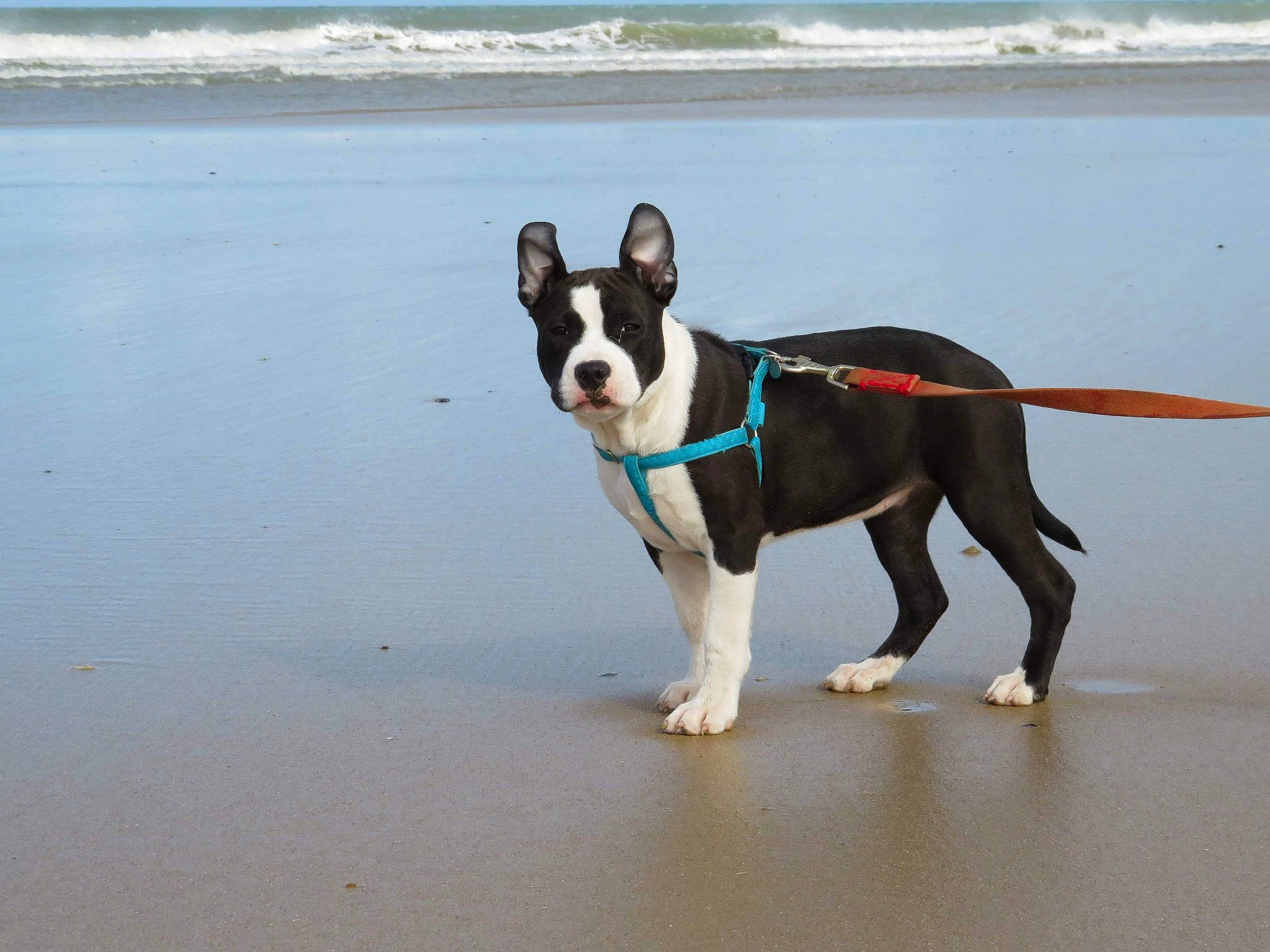 Royston participe au concours pour gagner de l'argent avec cette photo : beach, body_of_water, bulldog, canidae, carnivore, collar, companion_dog, dog, dog_breed, dog_collar, fawn, french_bulldog, leash, snout, sporting_group, tail, terrestrial_animal, water, working_animal, working_dog