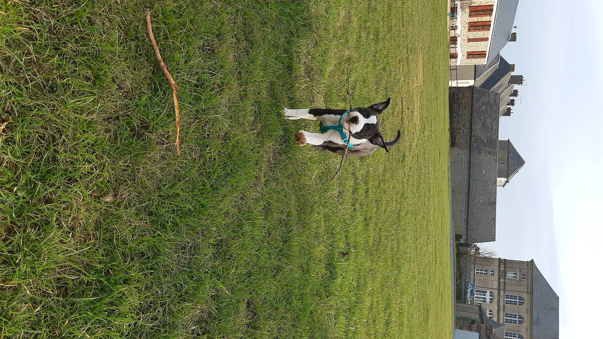 Royston a rejoint le concours — aidez-le/la à gagner de superbes lots ! adventure, building, carnivore, dog, facade, grass, grass_family, grassland, house, landscape, lawn, leisure, plant, recreation, shrub, sky, slope, tree, urban_design, window