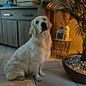 dog, white_dog, golden_retriever, pet, indoor, floor, tile_floor, plant, potted_plant, lamp, cabinet, wooden_cabinet, box, decor, photo_frame, home, furniture, animal, sitting, cozy