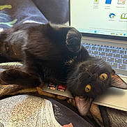 Luna is registered to the contest to win money with this photo: cat, black_cat, pet, feline, golden_eyes, lying_down, upside_down, laptop, computer, keyboard, technology, indoor, bed, blanket, relaxed, playful, fur, whiskers, ears, portrait