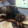 cat, black_cat, pet, feline, golden_eyes, lying_down, upside_down, laptop, computer, keyboard, technology, indoor, bed, blanket, relaxed, playful, fur, whiskers, ears, portrait