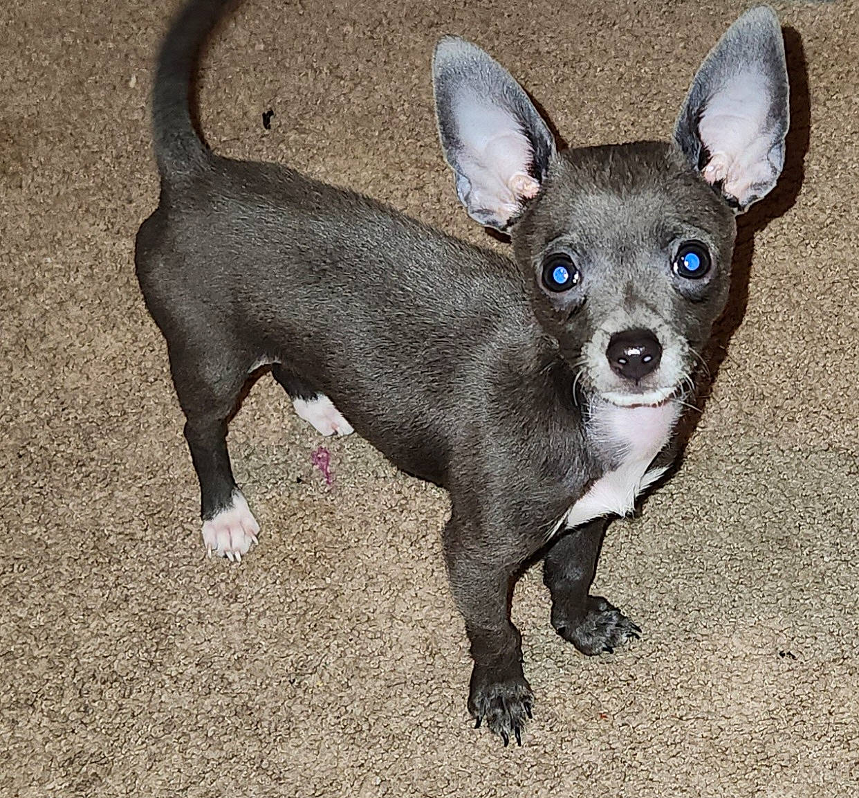 Stitch joined the competition — help win amazing prizes! canidae, carnivore, chihuahua, companion_dog, corgi_chihuahua, dog, dog_breed, dog_supply, ear, fawn, fur, non_sporting_group, paw, russkiy_toy, snout, sporting_group, terrestrial_animal, toy_dog, whiskers, working_animal