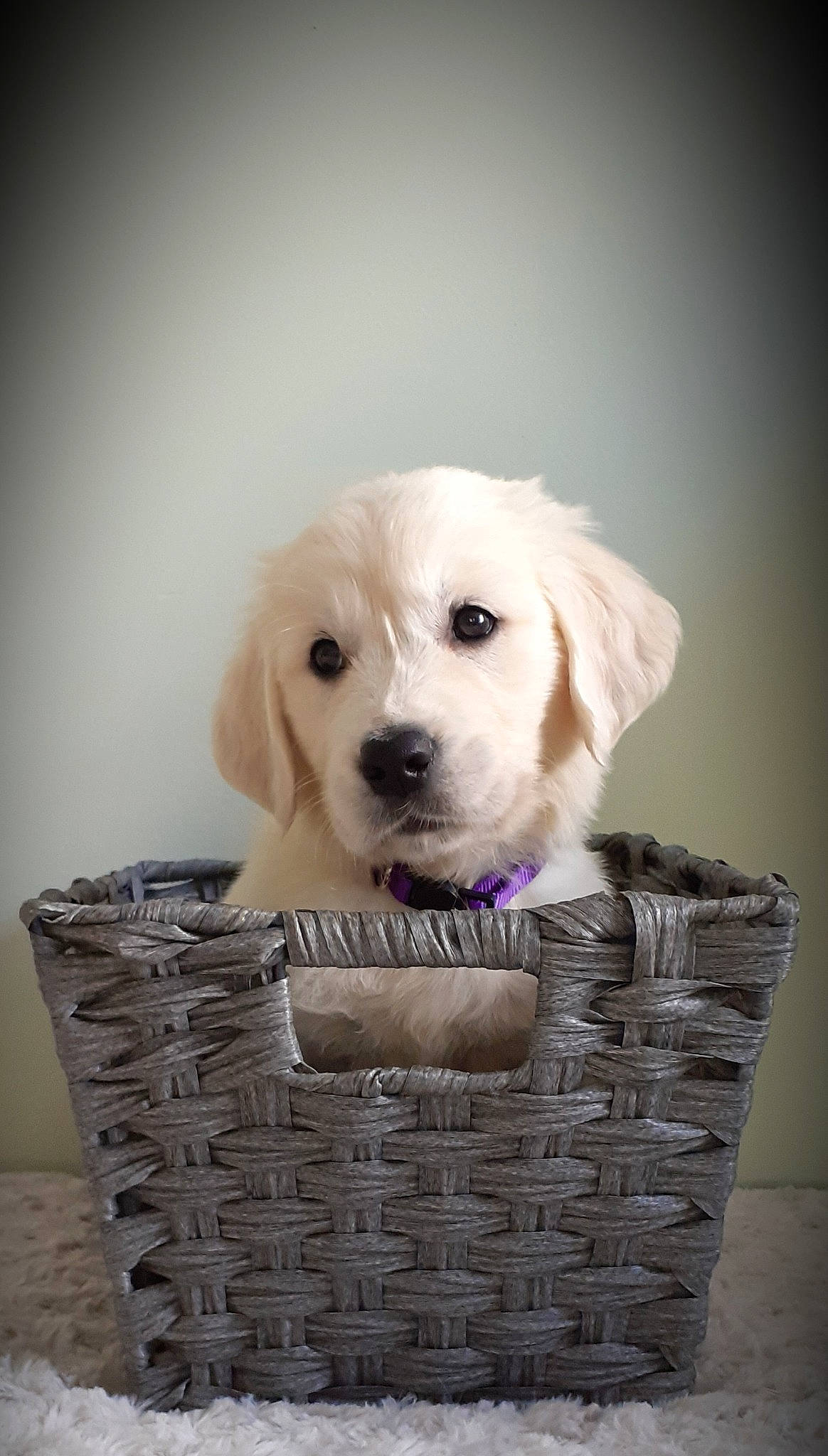 Basa Rona joined the competition — help win amazing prizes! akbash_dog, basket, canidae, carnivore, companion_dog, dog, dog_breed, fawn, golden_retriever, great_pyrenees, labrador_retriever, mammal, maremma_sheepdog, polish_tatra_sheepdog, puppy, retriever, slovak_cuvac, snout, sporting_group, vertebrate