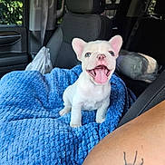 Max joined the competition — help win amazing prizes! animal, blanket, blue_eyes, car_interior, closeup, companion, cute, dog, fur, happy, inside, pet, puppy, seat, seatbelt, smiling, tattoo, tongue_out, white_dog, window