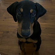 Scooby joined the competition — help win amazing prizes! adorable, black_and_tan, black_fur, close_up, curious, dog, floppy_ears, front_legs, indoor, large_eyes, long_snout, nose, pet, portrait, puppy, short_fur, sitting, tan_markings, whiskers, wooden_floor
