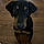 Scooby