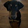 adorable, black_and_tan, black_fur, close_up, curious, dog, floppy_ears, front_legs, indoor, large_eyes, long_snout, nose, pet, portrait, puppy, short_fur, sitting, tan_markings, whiskers, wooden_floor