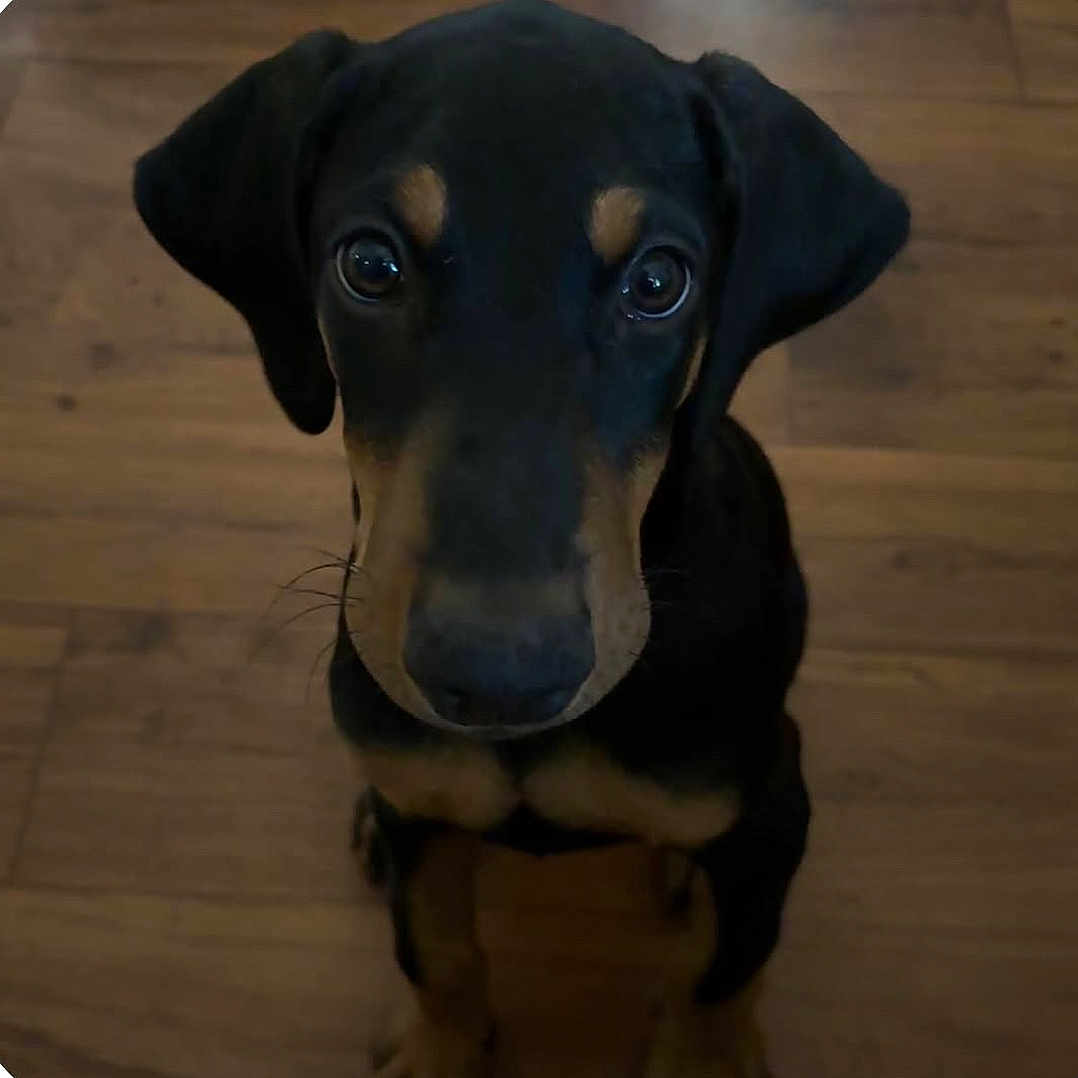 Scooby