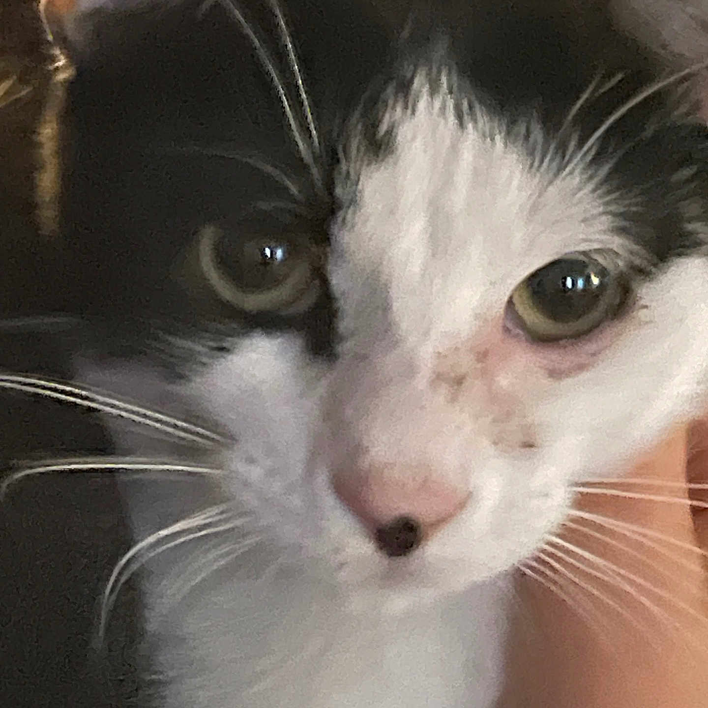 Spot a rejoint le concours — aidez-le/la à gagner de superbes lots ! animal, black_and_white, cat, close_range, close_up, curious, cute, domestic_animal, eyes, face, feline, fur, indoor, mammal, nose, pet, portrait, soft, whiskers