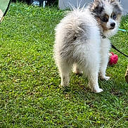 Koda is registered to the contest to win money with this photo: dog, puppy, grass, outdoor, pet, fluffy, toy, animal, fence, curious, small_dog, leash, nature, greenery, playing, yard, cute, fur, looking_back, daylight