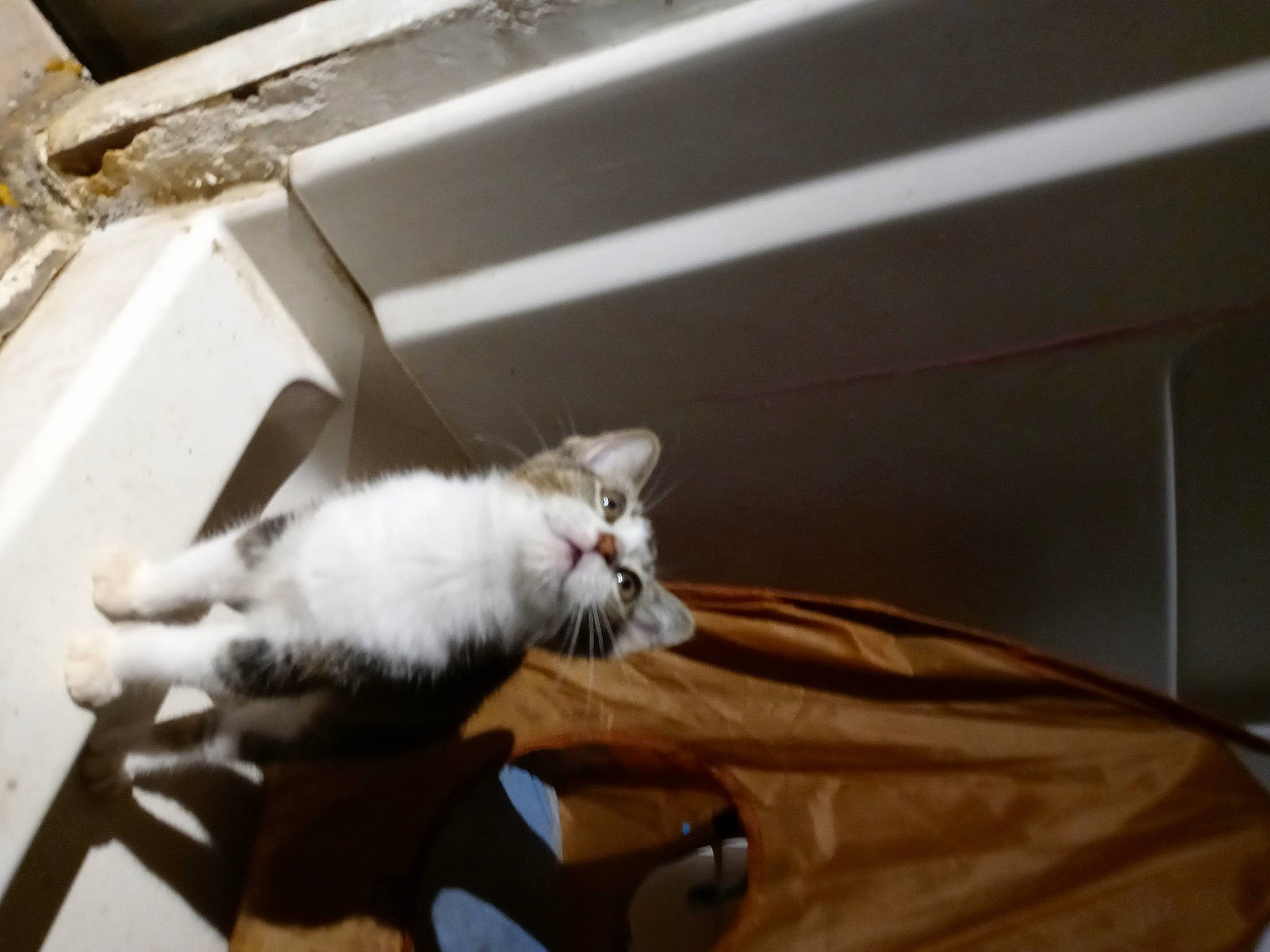 Nebula joined the competition — help win amazing prizes! aegean_cat, carnivore, cat, european_shorthair, felidae, kitten, norwegian_forest_cat, ragamuffin, small_to_medium_sized_cats, tail, turkish_van, whiskers