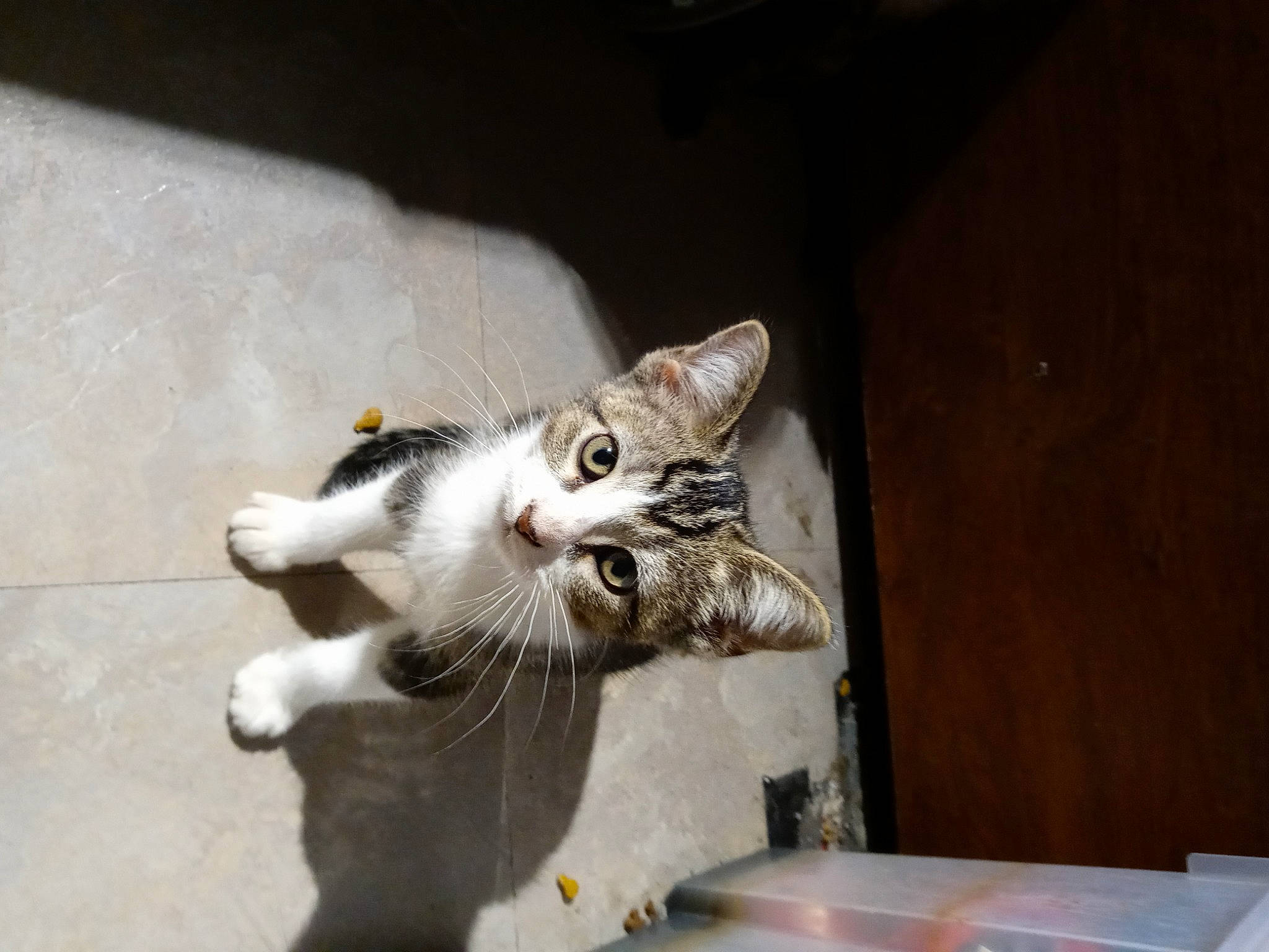 Nebula joined the competition — help win amazing prizes! aegean_cat, american_curl, american_shorthair, asian, carnivore, cat, domestic_short_haired_cat, european_shorthair, fawn, felidae, fur, kitten, mammal, polydactyl_cat, small_to_medium_sized_cats, snout, tabby_cat, tail, whiskers