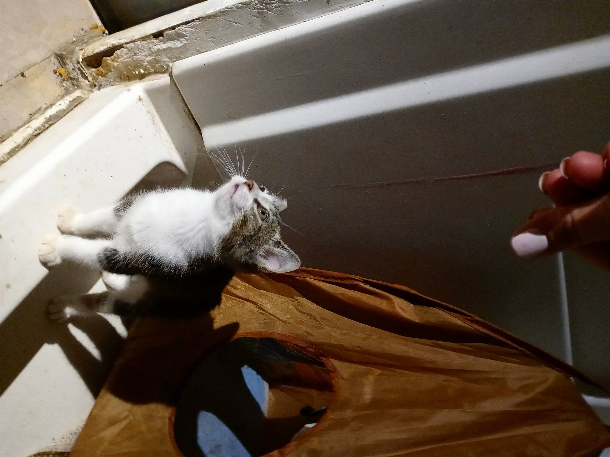 Nebula joined the competition — help win amazing prizes! cat, ear, felidae, small_to_medium_sized_cats, tail, whiskers