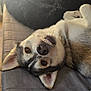dog, smiling, lying_down, couch, blanket, indoor, pet, fur, canine, happy, teeth, ears, nose, brown_eyes, relaxed, cozy, home, soft_light, resting, cute
