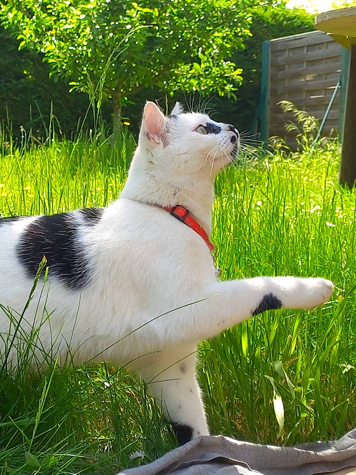 Wasabi a rejoint le concours — aidez-le/la à gagner de superbes lots ! canidae, carnivore, collar, companion_dog, dog, dog_breed, dog_collar, fawn, felidae, fur, grass, groundcover, plant, small_to_medium_sized_cats, snout, sporting_group, tail, terrestrial_animal, tie, whiskers